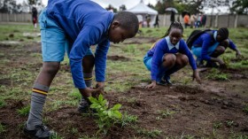 Students planting tree seedlings in Nairobi (Stock photo)