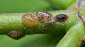 scale insects