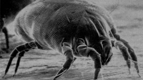 house dust mite