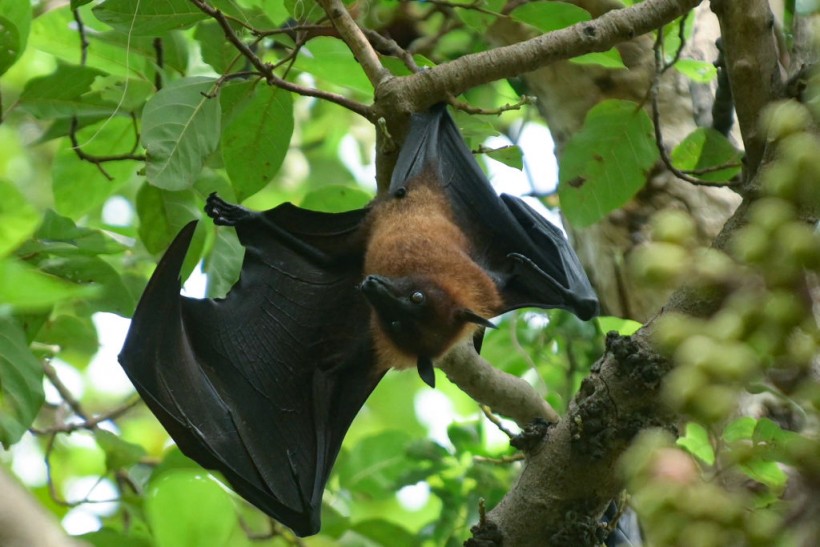 INDIA-ANIMAL-FLYING FOXES