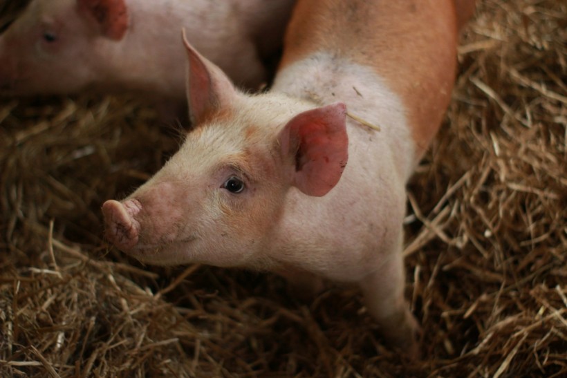 Pig Organ Transplant: What are the Pros and Cons of Genetically Modified Pig Organs?