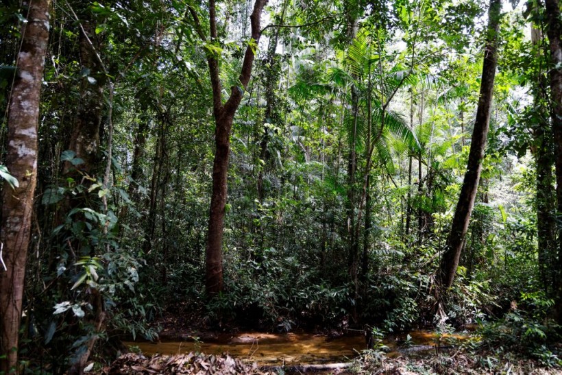 Guianan forest in Camopi
