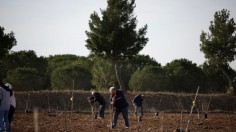 Tree planting