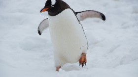 Missing Penguins: Why Are There No Penguins in the Arctic?