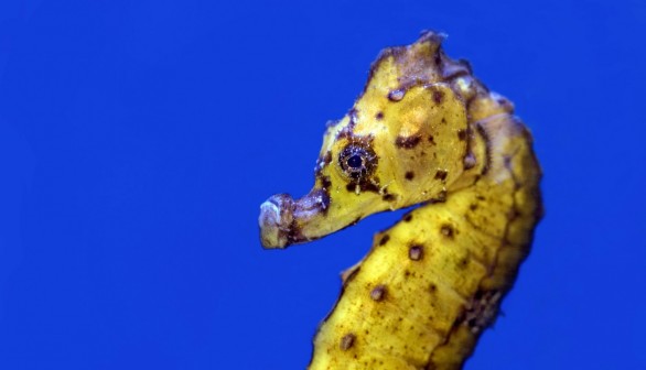 Seahorses, Sea Dragons and Pipefish: Meet Male Animals That Gives Birth