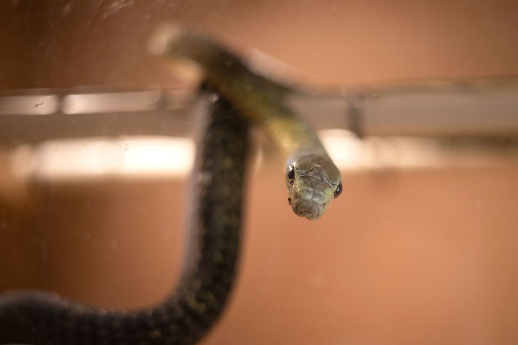 Terrifying Facts About Black Mamba: The World's Deadliest Snake ...