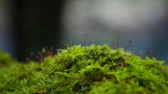 Green moss in tilt shift lens photo