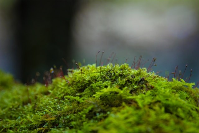 Green moss in tilt shift lens photo