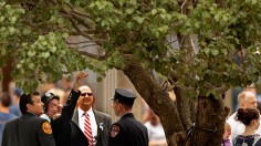 A stock photo of the 9/11 survivor tree in New York City