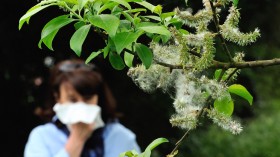 Spring Allergies from allergenic pollen