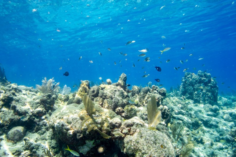 A coral reef in Key West, Florida