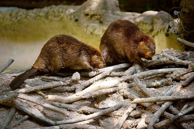 North American beavers