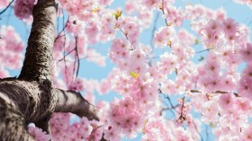 low angle photo of cherry blossoms tree
