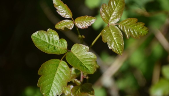 Young growth on a poison oak plant in the woods of Oregon