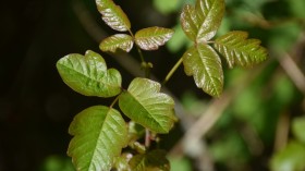 Young growth on a poison oak plant in the woods of Oregon