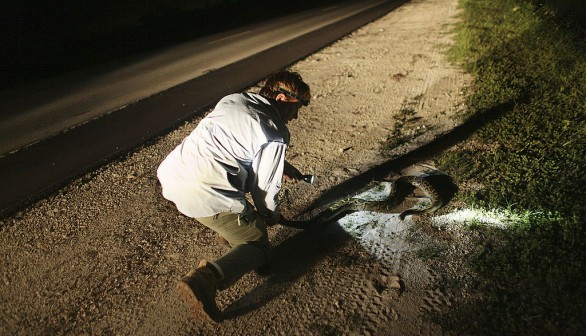 A stock photo of a man capturing a snake
