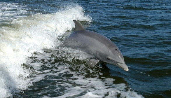 A group of animal advocates is fighting to have animals recognized as legal beings.	 (Photo: Reuters)