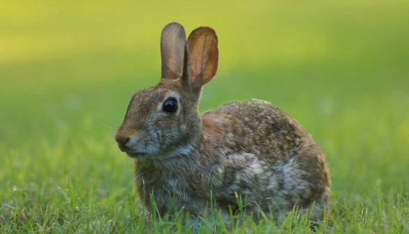 Brown Hare Population in Germany Bounces Back After Drastic Decline for 40 Years