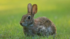 Brown Hare Population in Germany Bounces Back After Drastic Decline for 40 Years