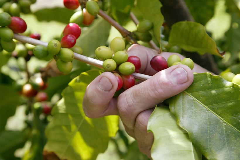 Kona Coffee Growers Raise Concern Over Genetically Modified Coffee Stock