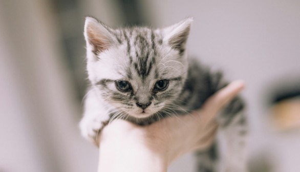 500,000 Pet Cats Nationwide at Risk of Adverse Reactions from Parasite Medication [Study]