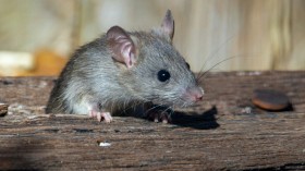 Toilet Rat Bite Hospitalizes Canadian Man After Suffering from Severe Bacterial Infection [Medical Case Report]