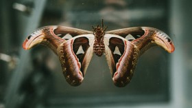 Types of Moths: What is the Most Dangerous Moth?