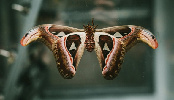 Types of Moths: What is the Most Dangerous Moth?