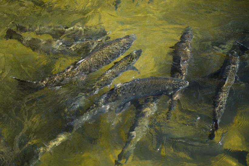 A photo of Chinook Salmon