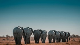 20,000 Elephants from Botswana Threatened to Be Sent to Germany Over 'Hunting Trophy Import Legislation'