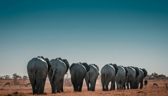 20,000 Elephants from Botswana Threatened to Be Sent to Germany Over 'Hunting Trophy Import Legislation'