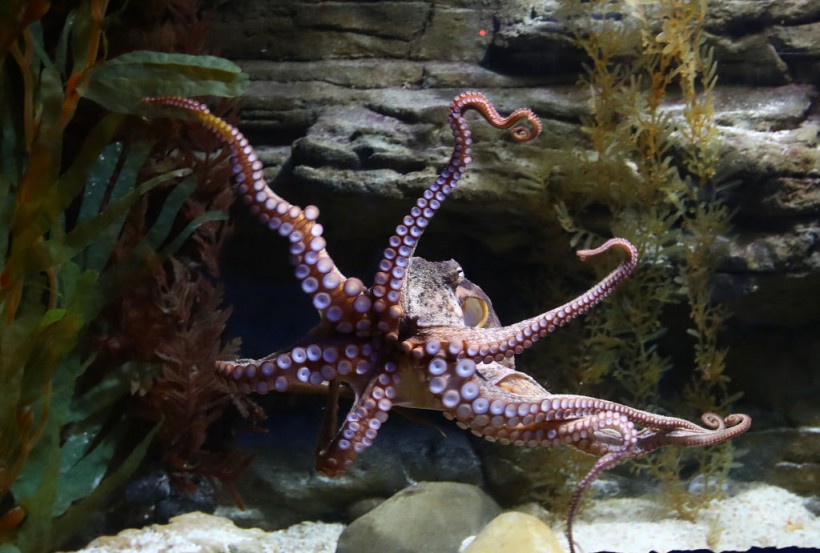 SEA LIFE Melbourne Aquarium Reopens To Public Under Victoria's Eased COVID-19 Restrictions