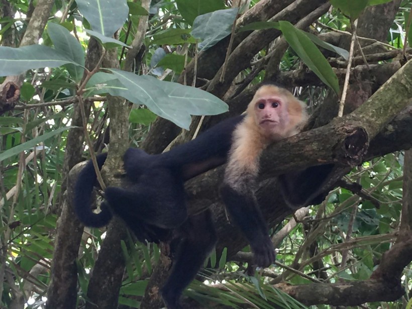 Wild Monkeys Bite Hong Kong Man, Giving Him the Rare 'Monkey B Virus' Herpesvirus Simiae