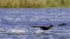 Cormorant at estuaries