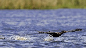 Cormorant at estuaries