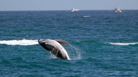 MEXICO-ENVIRONMENT-LOS CABOS-WHALE