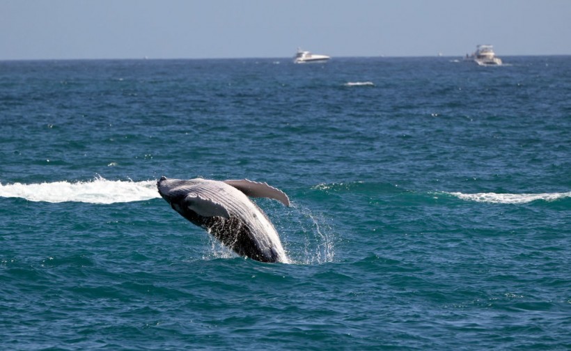 MEXICO-ENVIRONMENT-LOS CABOS-WHALE