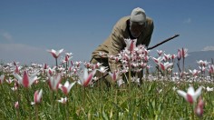 INDIA-KASHMIR-AGRICULTURE