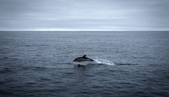 Dolphin in Atlantic Ocean