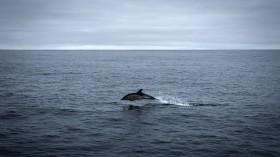 Dolphin in Atlantic Ocean