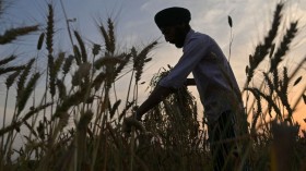 INDIA-AGRICULTURE-ECONOMY