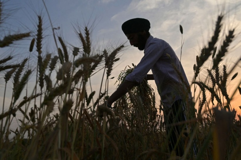 INDIA-AGRICULTURE-ECONOMY