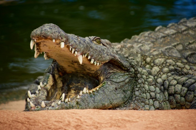 Crocodile Meat Potential Source of Parasite Found in Woman's Eye, A Rare Case of 'Ocular Pentastomiasis' Infection [Study]