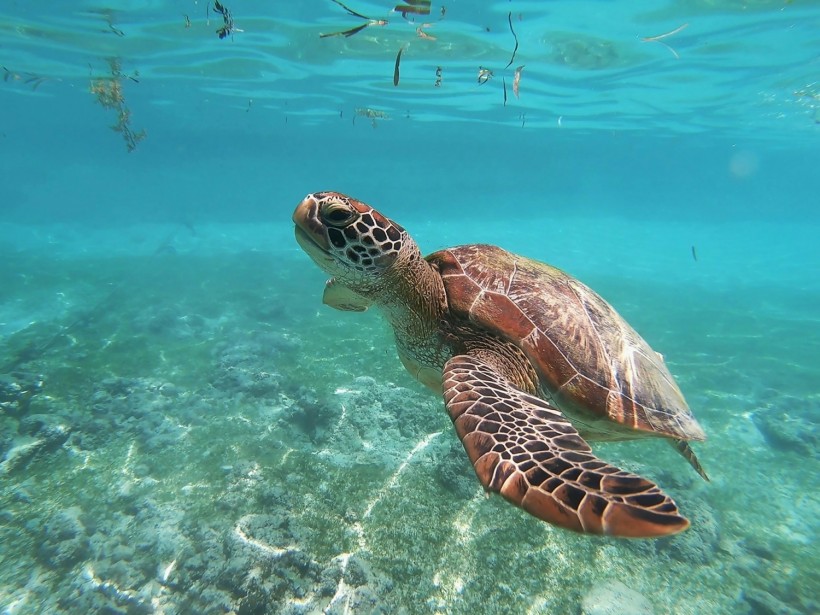 Sea Turtle Killer: Mysterious Deaths of Marine Reptiles in Venezuela Blamed on 'Beach Cabbage'