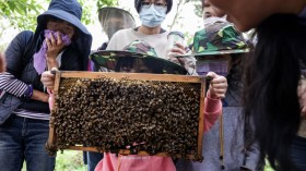 TAIWAN-AGRICULTURE-LIFESTYLE-BEE-HONEY