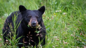 Black Bear in California Coming Out from Hibernation Wanders Around Lake Tahoe Ski Resort, Forces Its Closure
