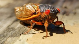 Cicadas with Potential Fungal Pathogen That Makes Them 'Hyper-Sexual' to Emerge Across the US This Year