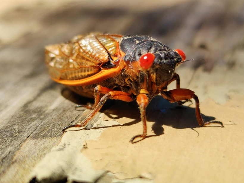 Cicadas with Potential Fungal Pathogen That Makes Them 'Hyper-Sexual' to Emerge Across the US This Year