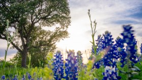 Bluebonnets Bloom Across Texas