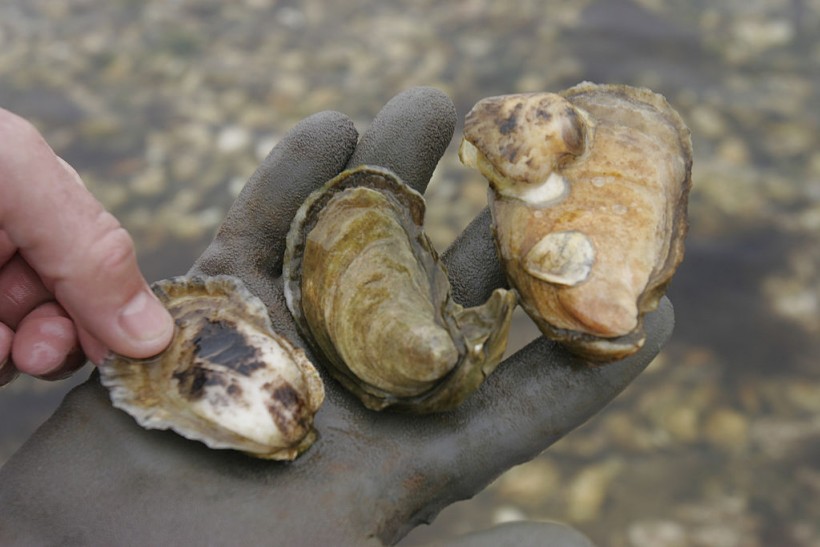 Red Tide Affects Clam Industry In Cape Cod
